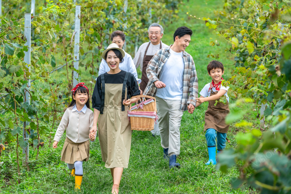 全家人在果园采摘葡萄图片