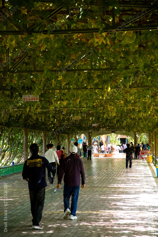 新疆 吐鲁番 葡萄图片