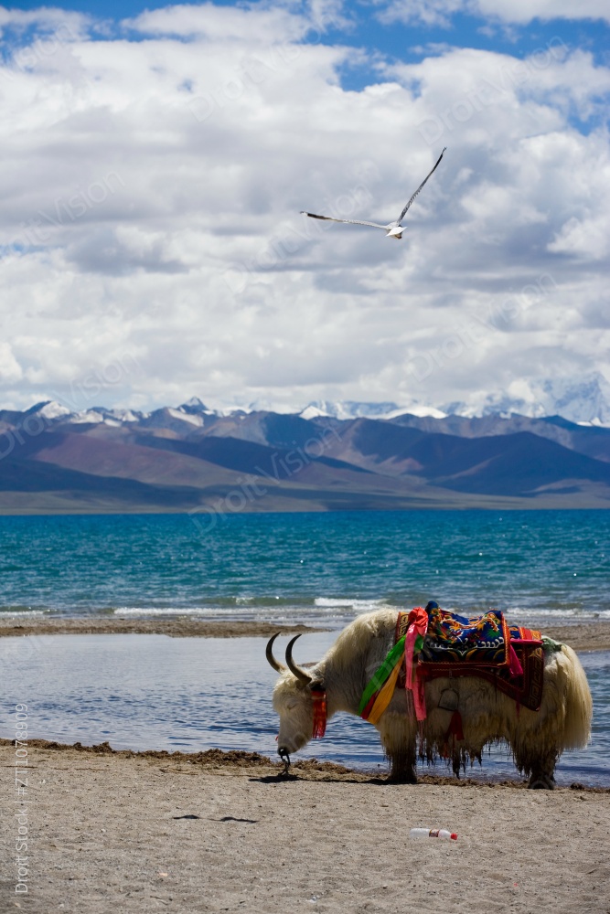 西藏纳木错湖图片