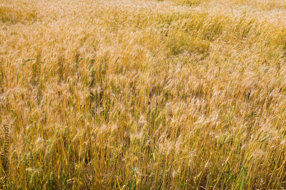 内蒙,坝上,乌兰木统,乌兰木统草原,红山,军马场,草原,草地,图片