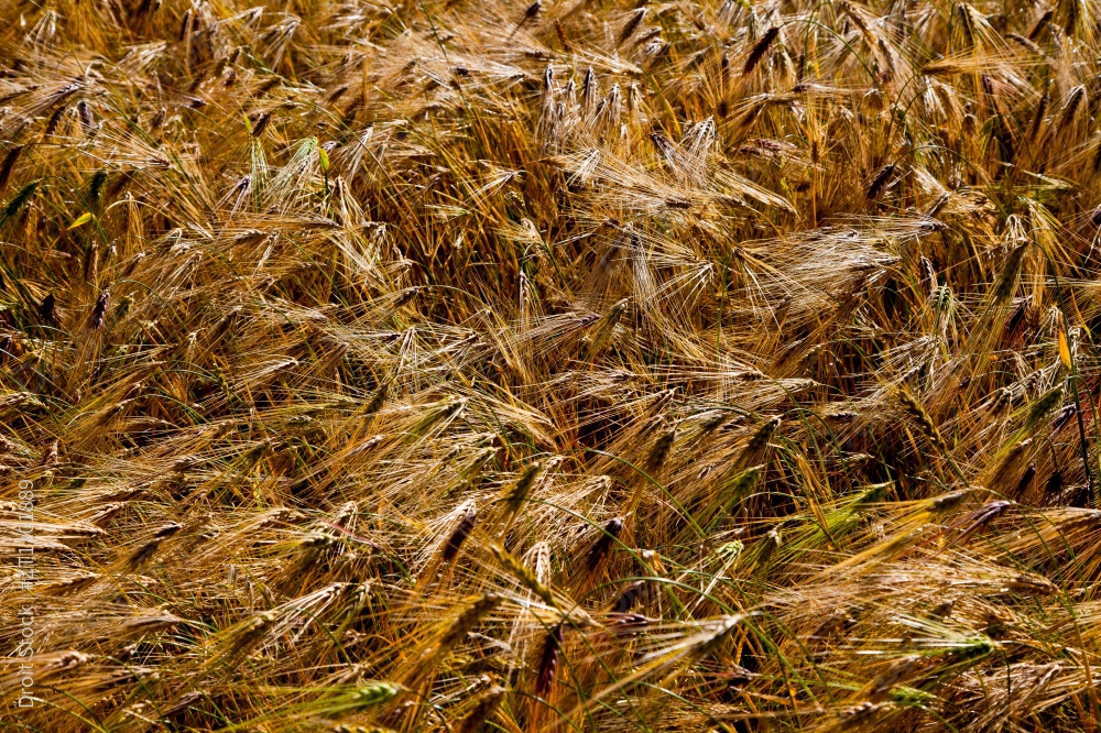 四川玛尼甘孜图片