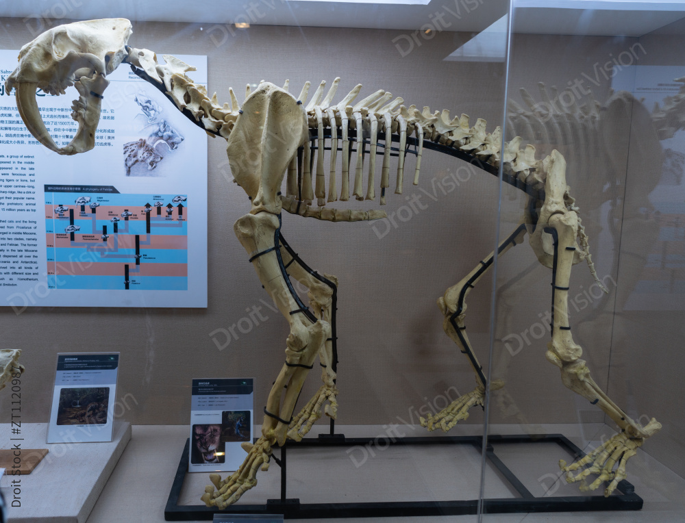 北京古动物博物馆图片