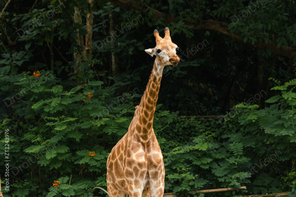 长颈鹿特写图片