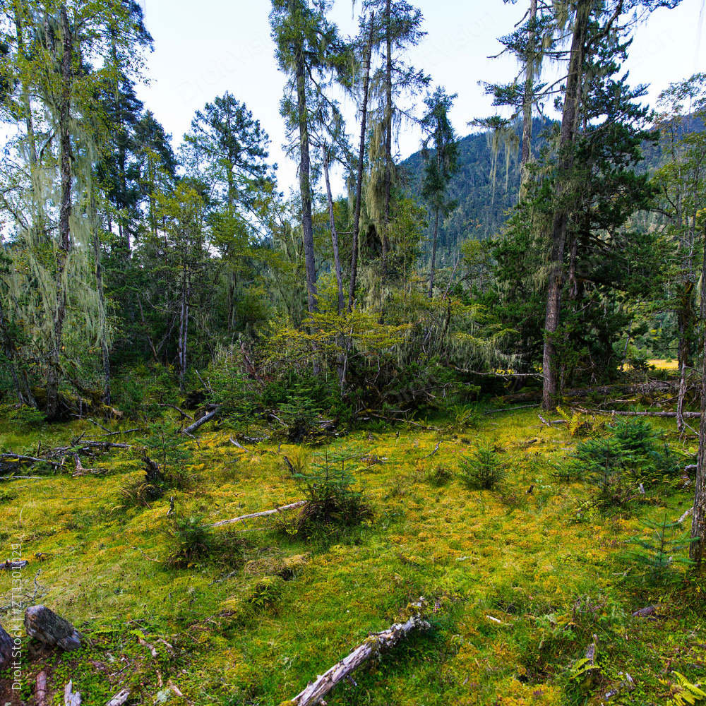 西藏南伊沟图片