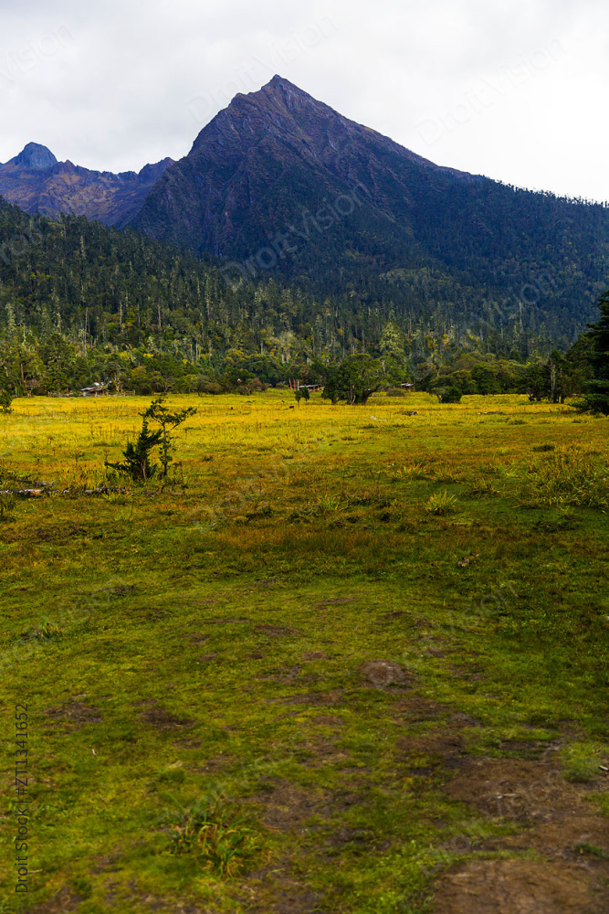 西藏南伊沟图片