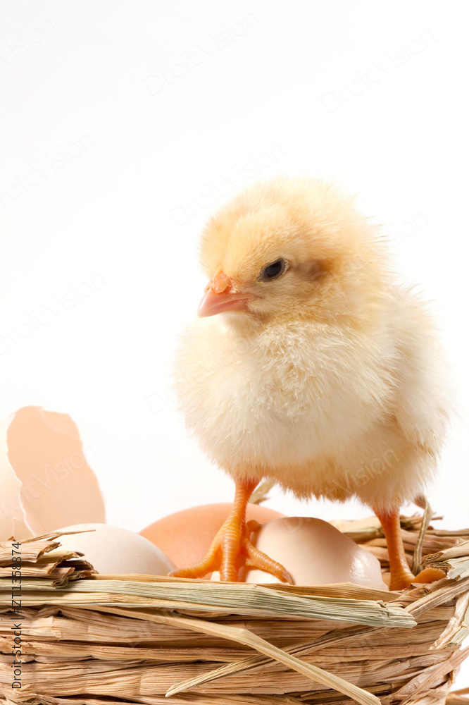 刚出生的小鸡图片
