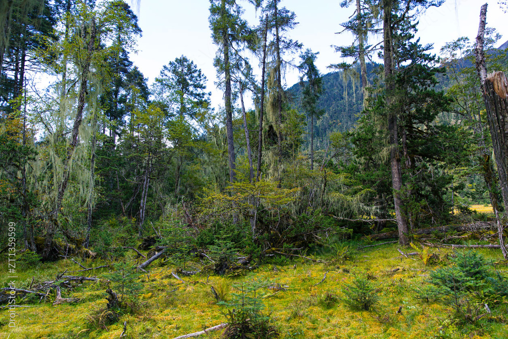西藏南伊沟图片
