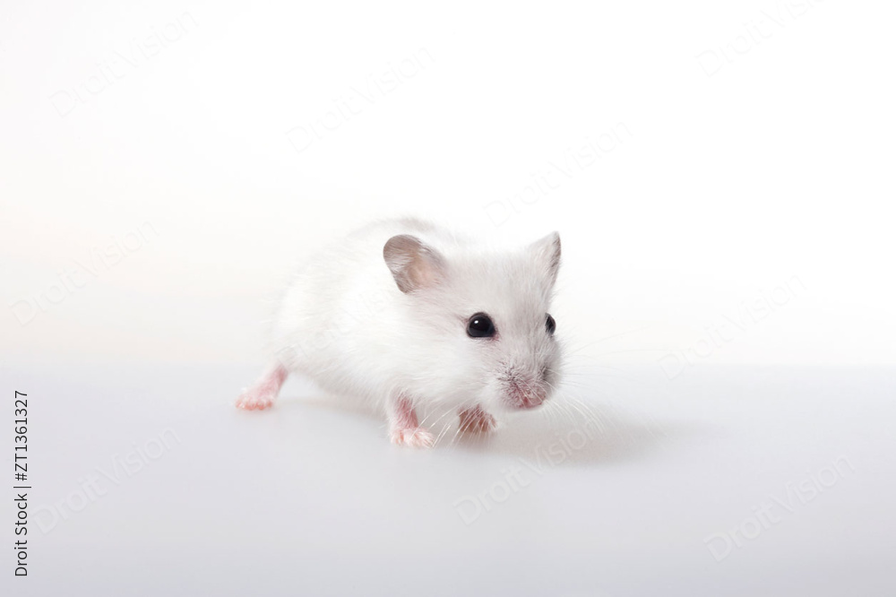 可爱的小白鼠图片