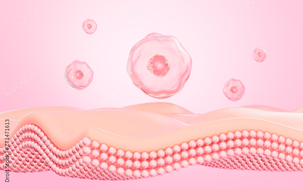 细胞结构与皮肤组织3D渲染图片