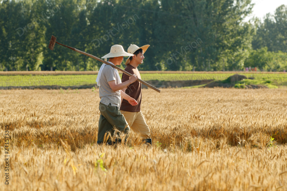 科研人员和农民在麦田里交流技术图片