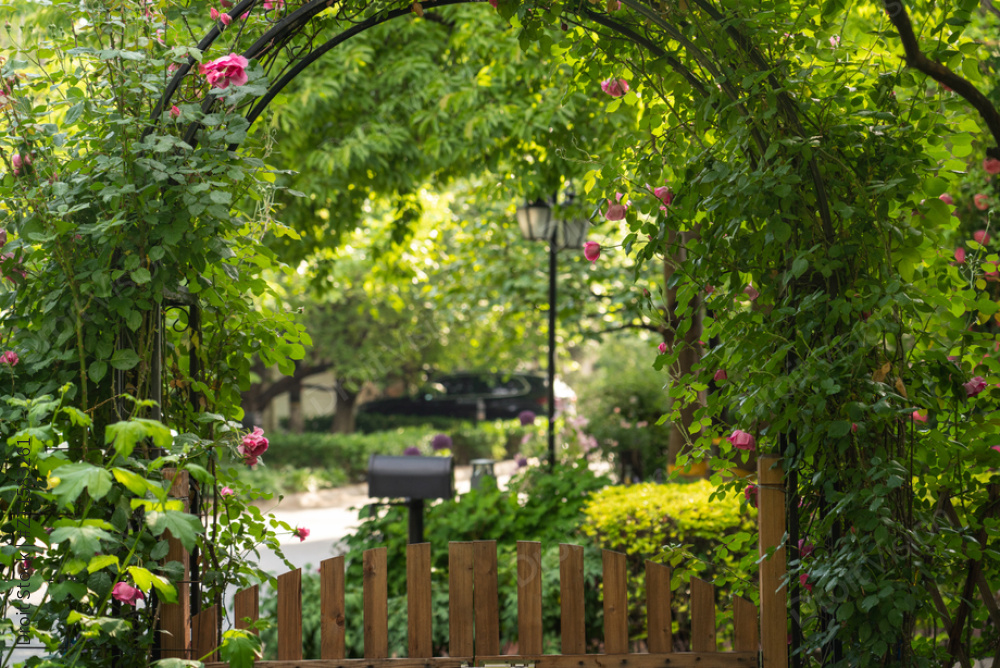 开满蔷薇的庭院图片