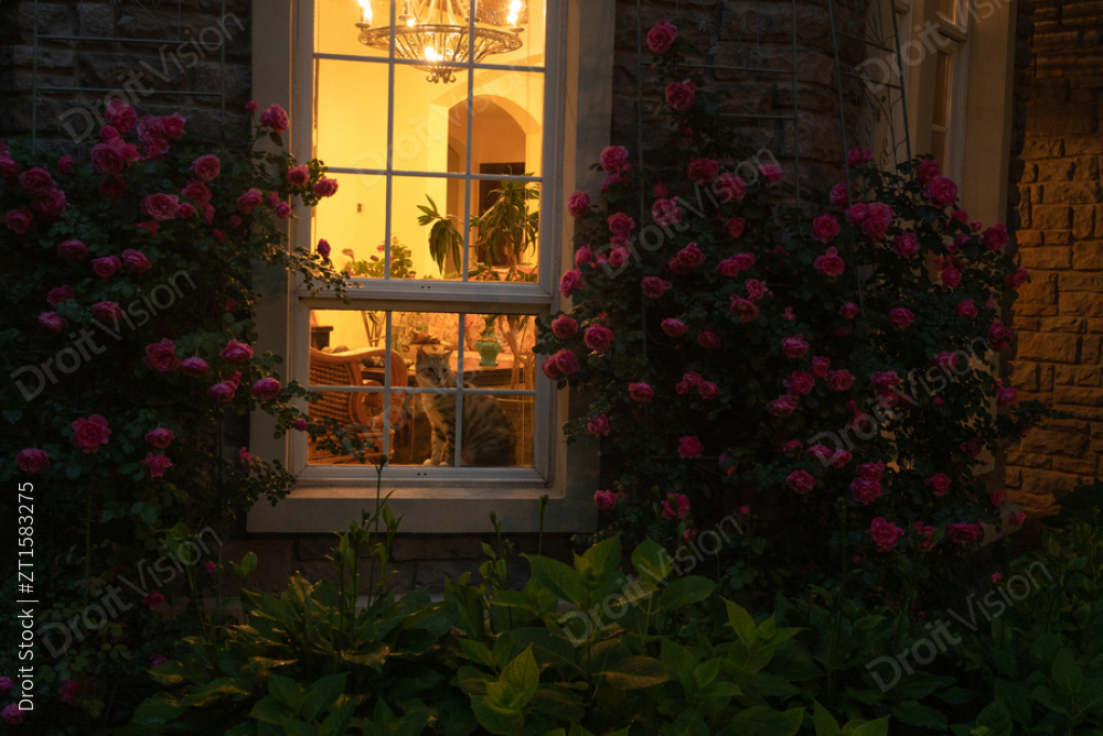 猫咪站在窗台上往外看图片