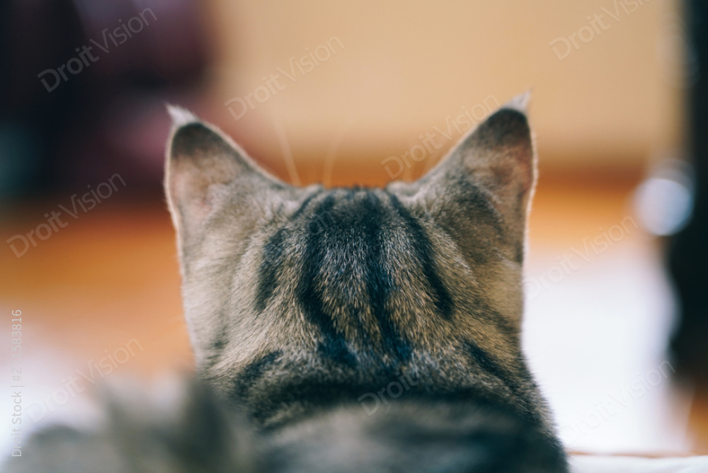 可爱的猫咪图片