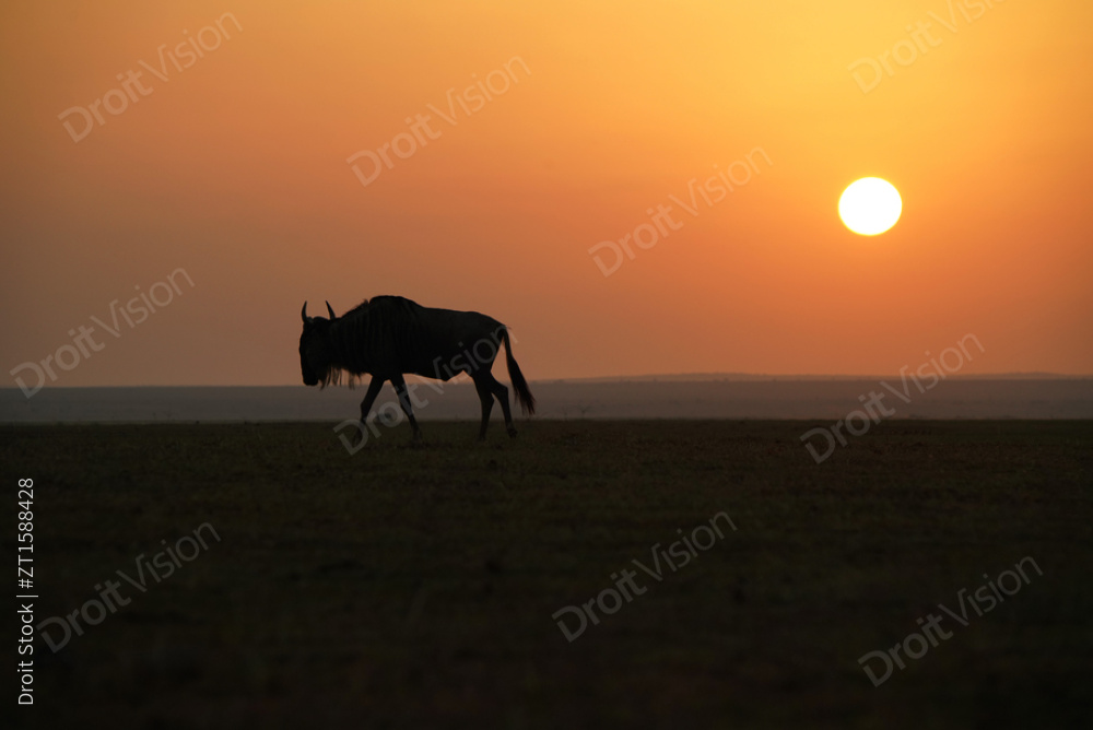 非洲肯尼亚落日下的角马图片