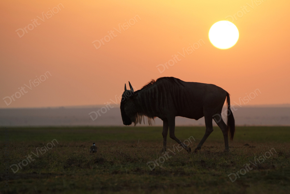 非洲肯尼亚落日下的角马图片