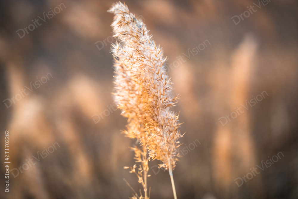 河北省张家口崇礼县深秋户外景色图片
