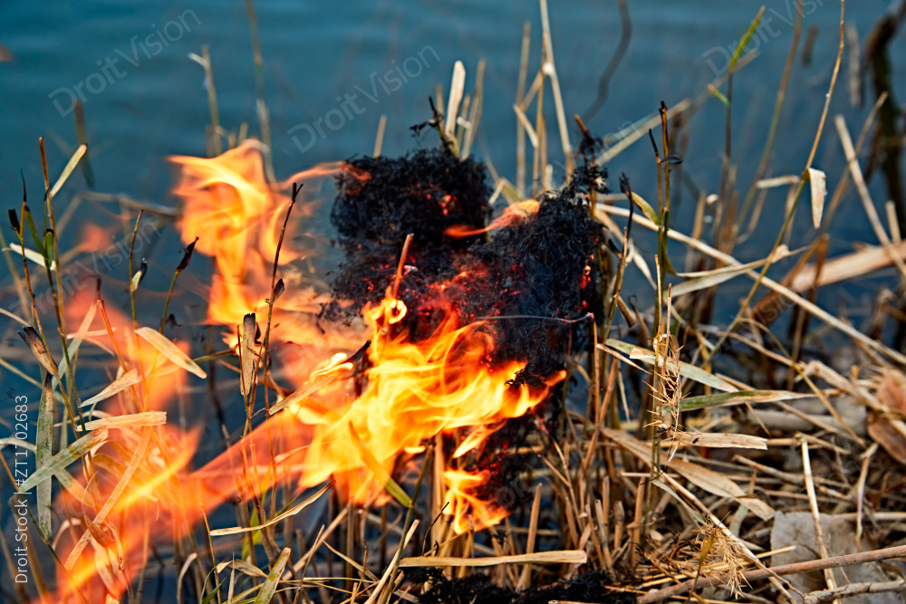 深秋湖边芦苇上燃烧的野火图片