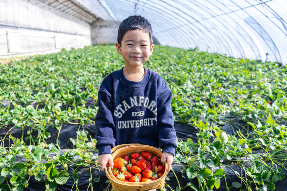 一个小男孩在采摘园抱着一篮子草莓图片