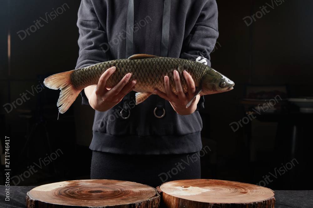黑色背景被双手捧着的野生大鲤鱼图片