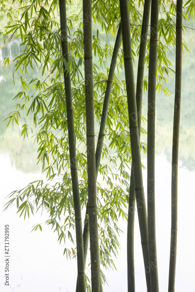 四川峨眉山清音阁竹图片