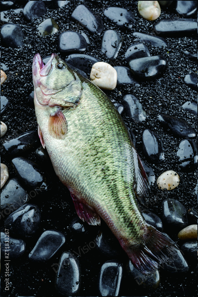 鲜活的桂鱼图片