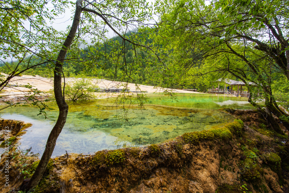 四川黄龙瑶池与云杉丛林图片