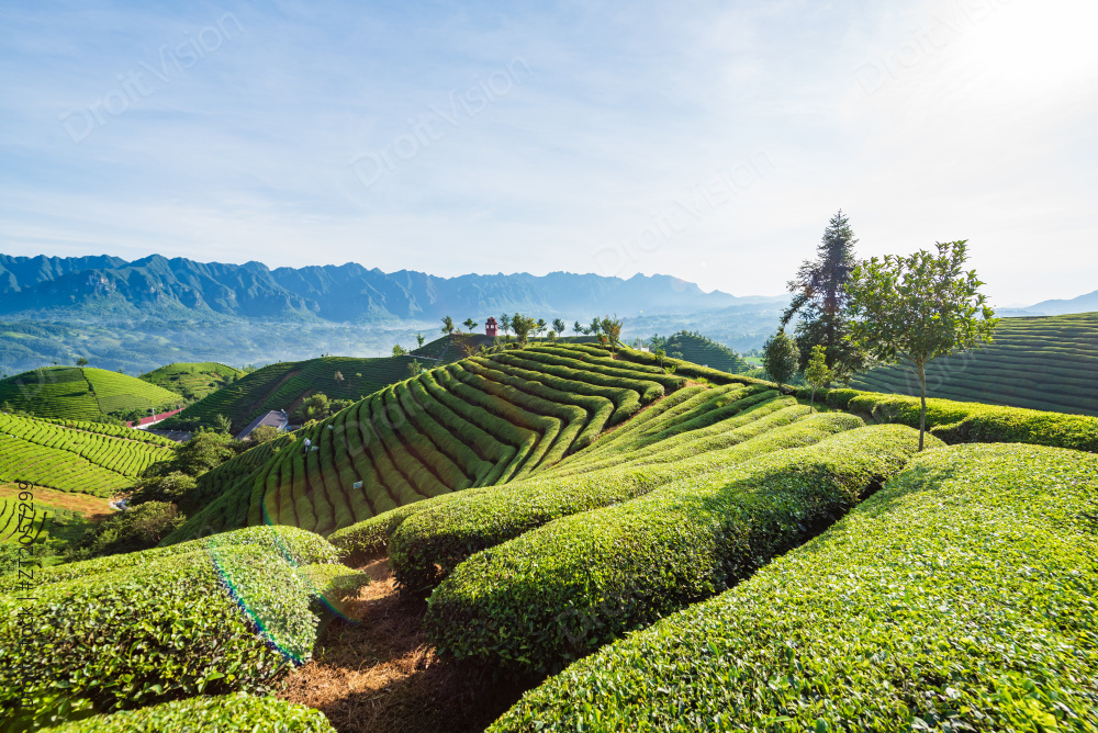 湖北恩施鹤峰县走马镇木耳山茶园图片