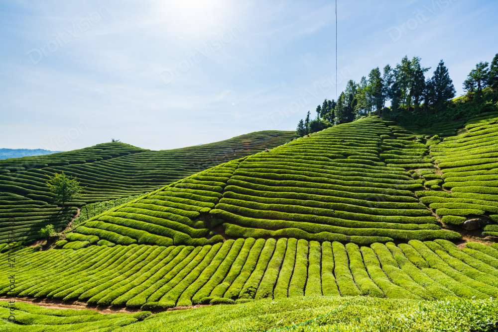 湖北恩施鹤峰县走马镇木耳山茶园图片
