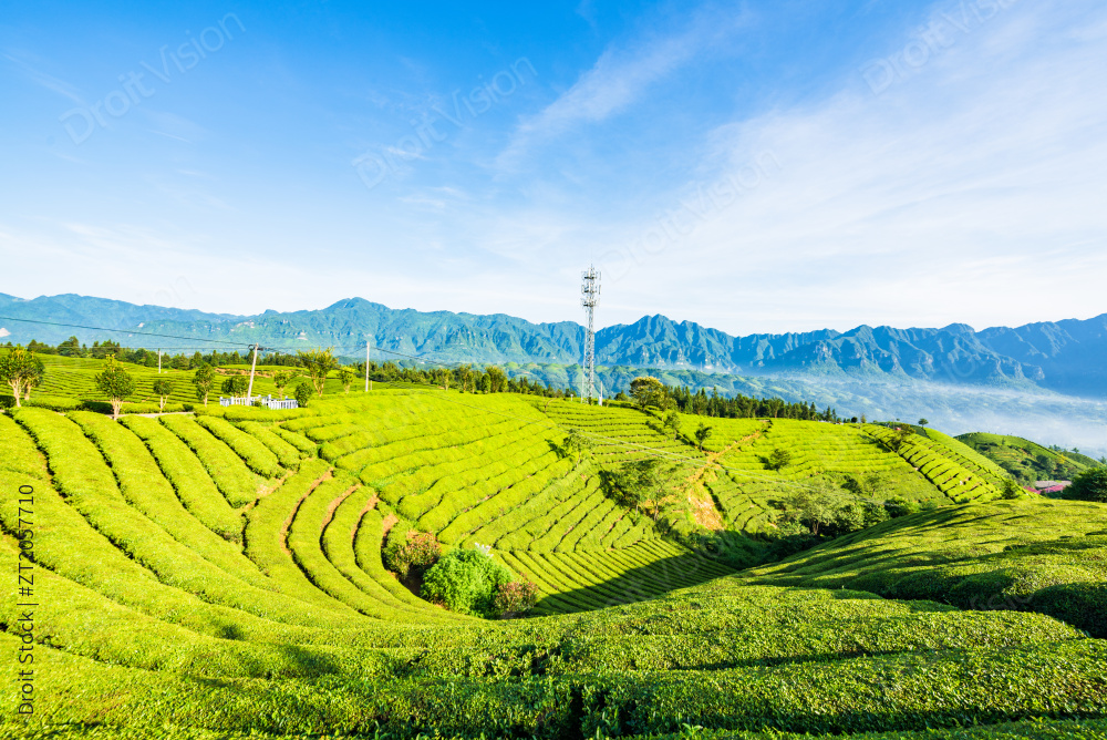 湖北恩施鹤峰县走马镇木耳山茶园图片