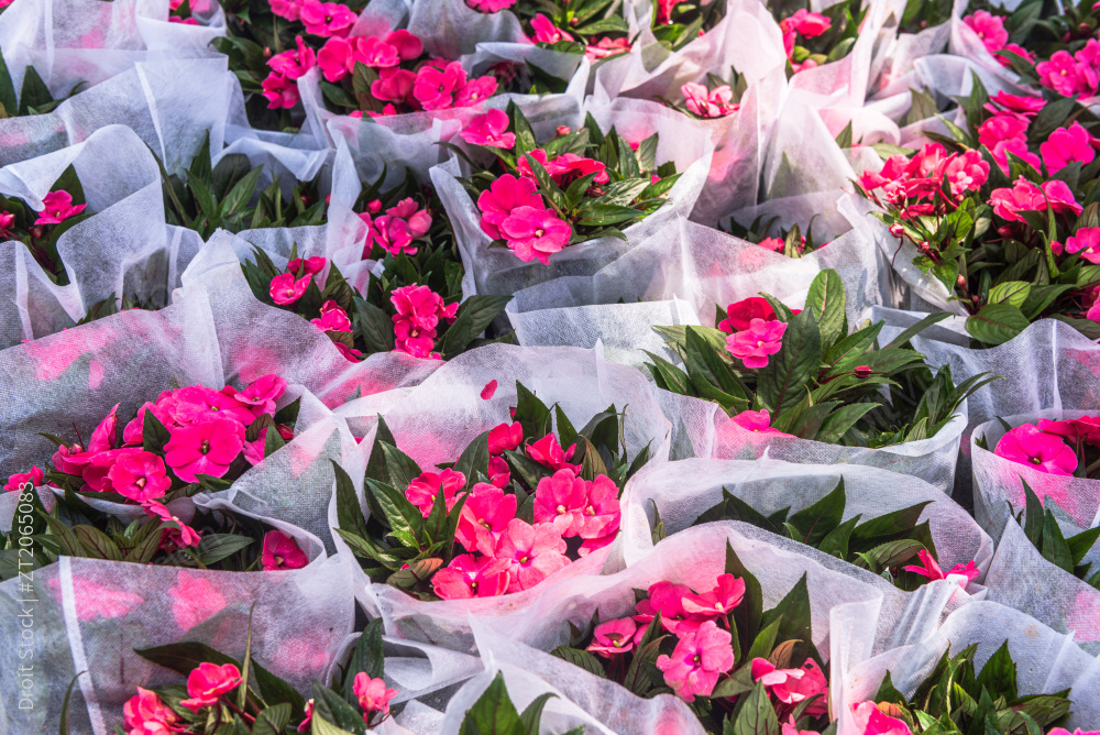 中国深圳莲花山公园里的三角梅图片