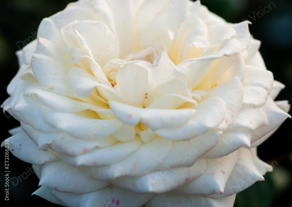 杭州萧山花木场里盛开的鲜艳的玫瑰花图片