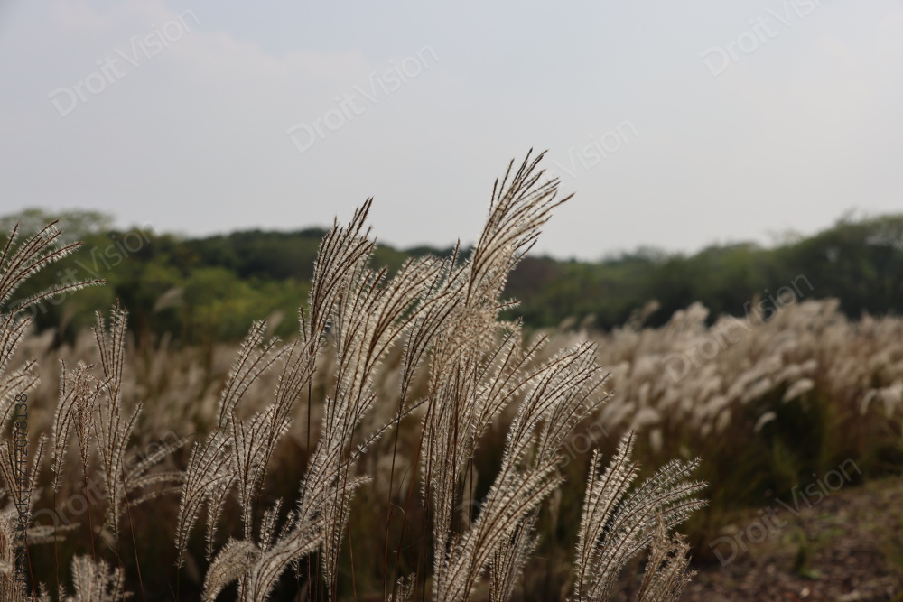 良渚古城遗址公园池中寺粮仓的芦苇荡图片