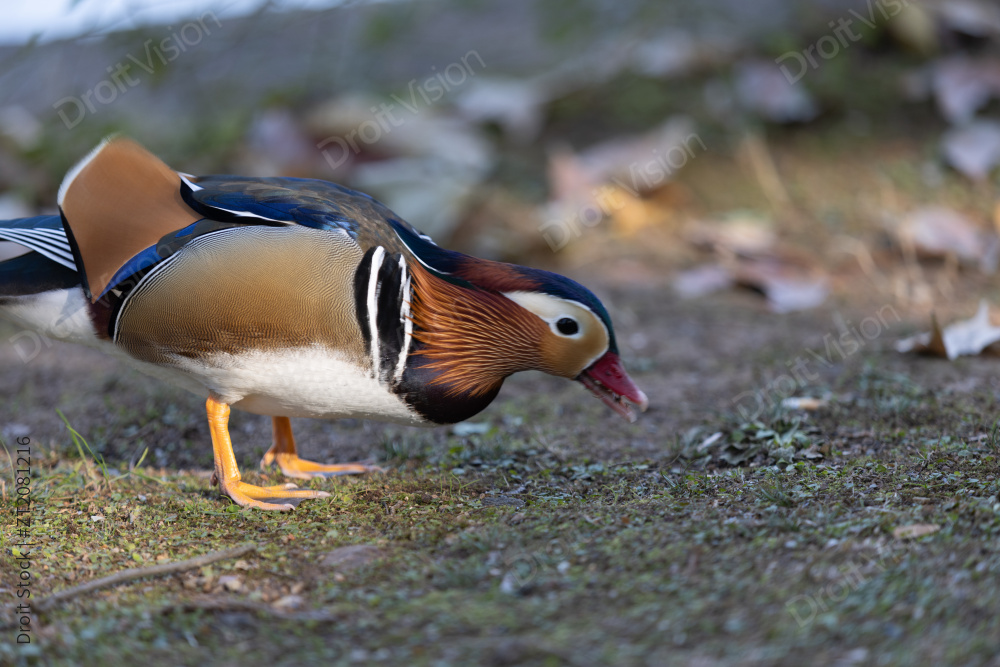 一只在地上觅食的鸳鸯图片