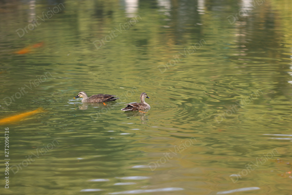 春天湖里的野鸭图片