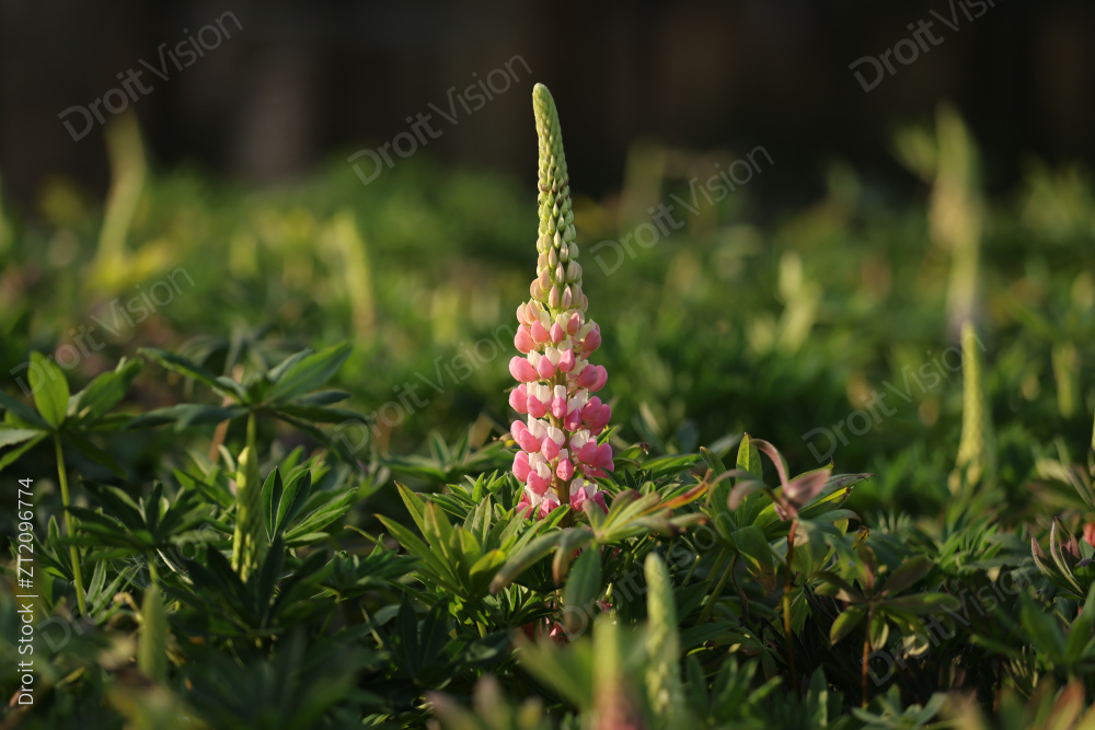 杭州太子湾公园绽放的一株鲁冰花 羽扇豆图片