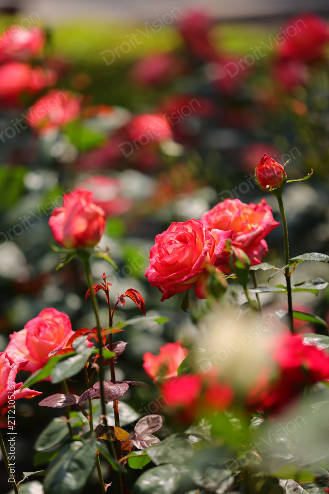 蔷薇科红色月季花图片