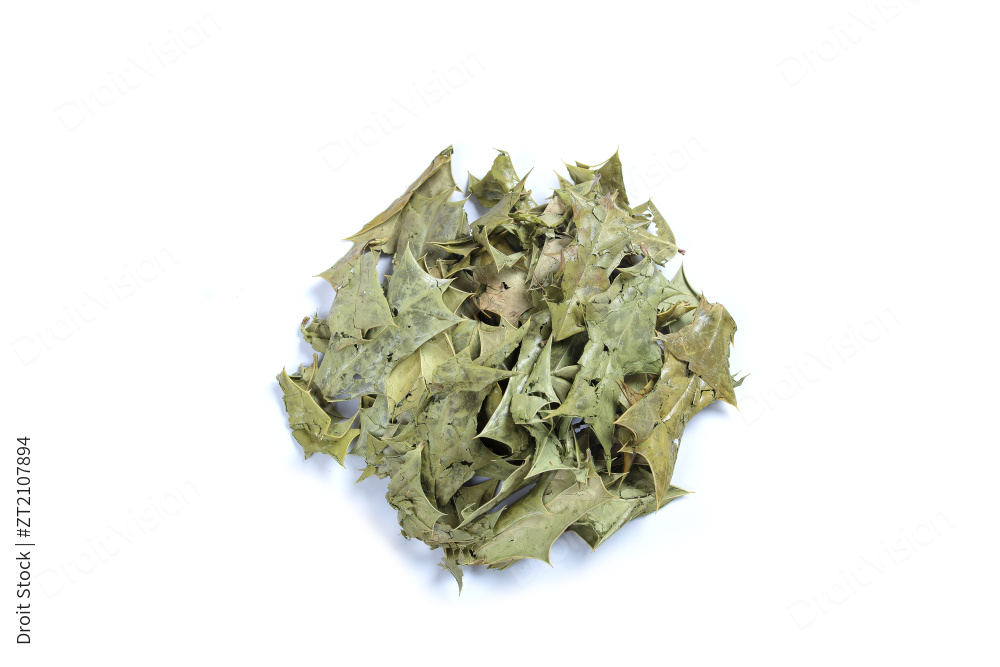 中药材功劳叶图片