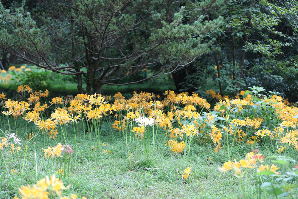 石蒜科石蒜属忽地笑图片