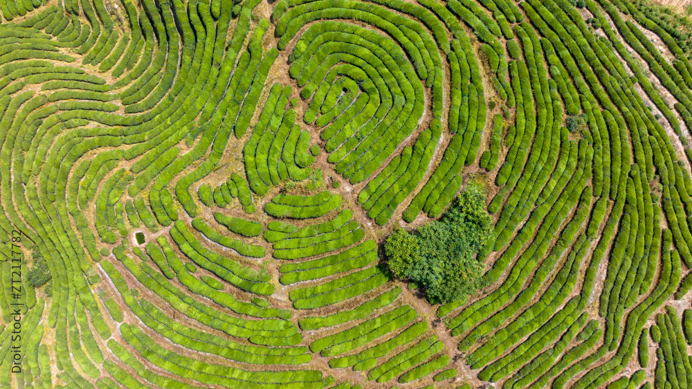 航拍福建武夷山绿色茶园 茶山图片