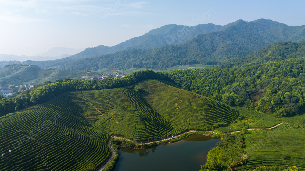 航拍杭州龙坞茶园 茶山 茶田图片