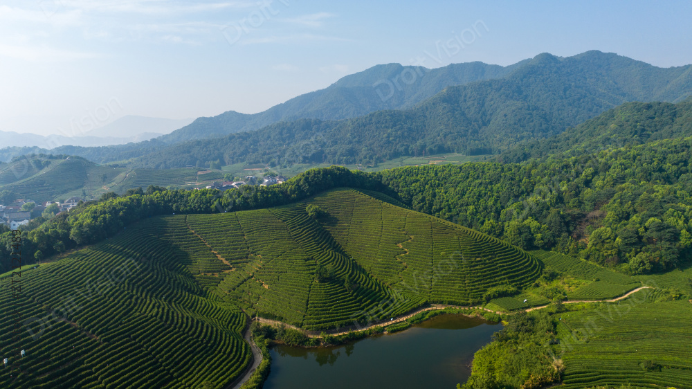 航拍杭州龙坞茶园 茶山 茶田图片