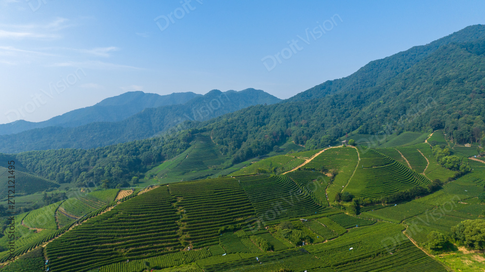 航拍杭州龙坞茶园 茶山 茶田图片