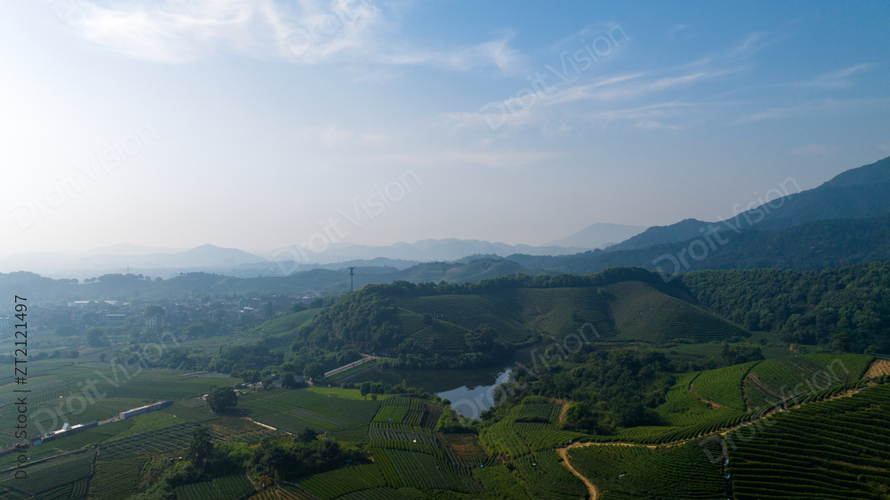 杭州龙坞茶园 茶山 茶田图片