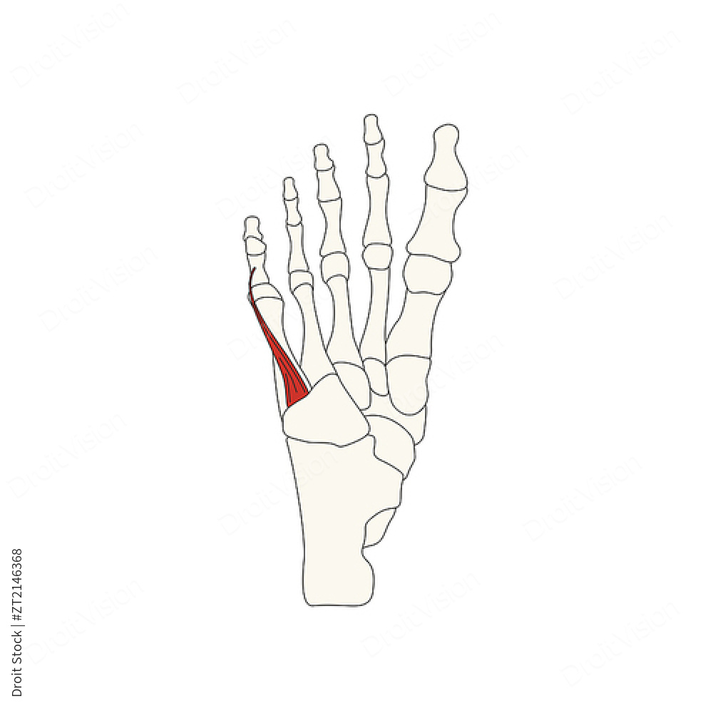 骨骼和肌肉_人体短伸肌弯曲向量插图 图片