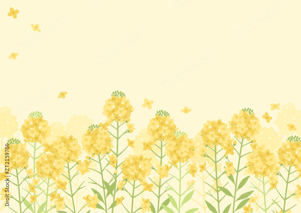 花卉背景_春季油菜田插图 图片