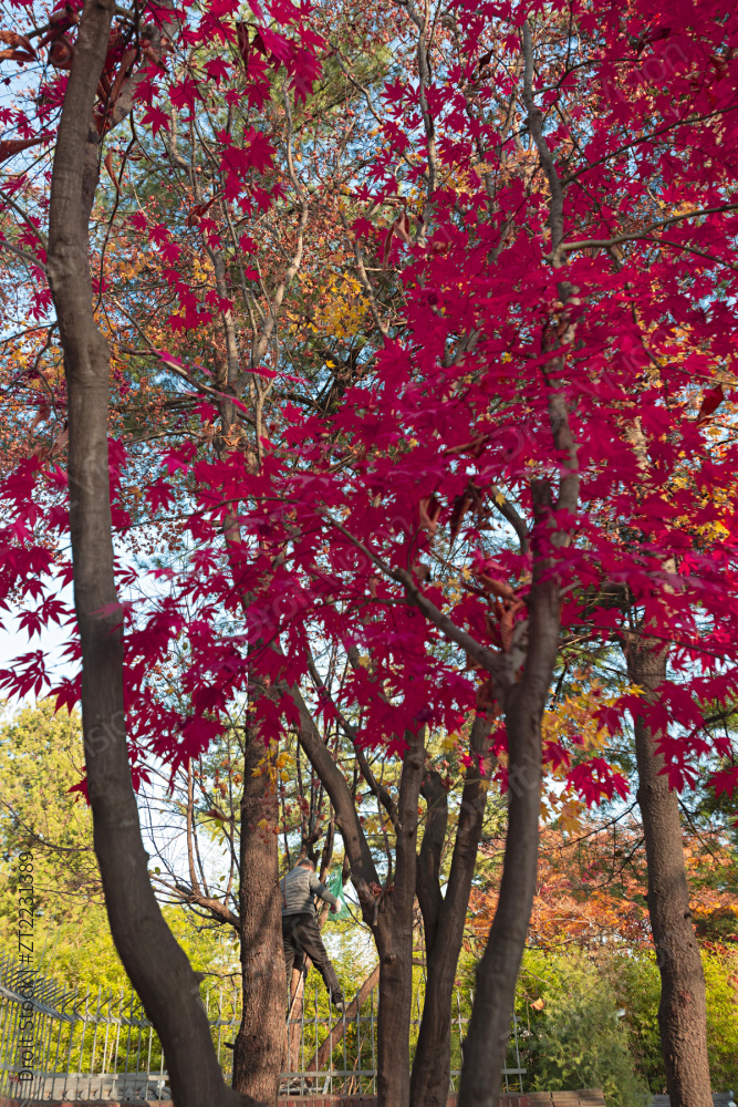 “Autumn mood 113”常见释义为“秋季心情 113” 图片