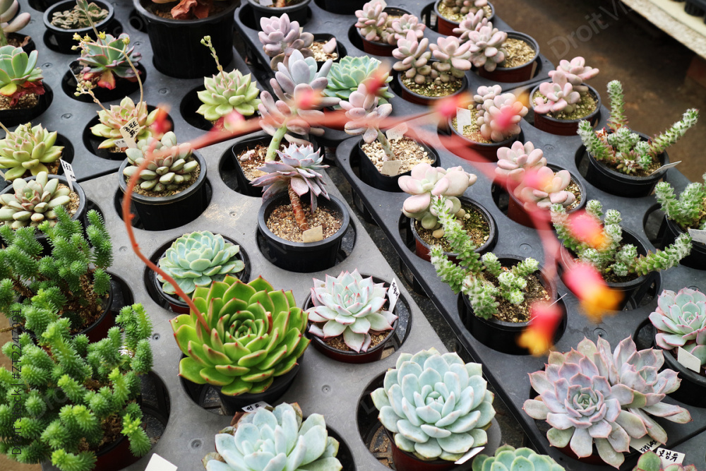 “Sprout & Gardening 009” 图片