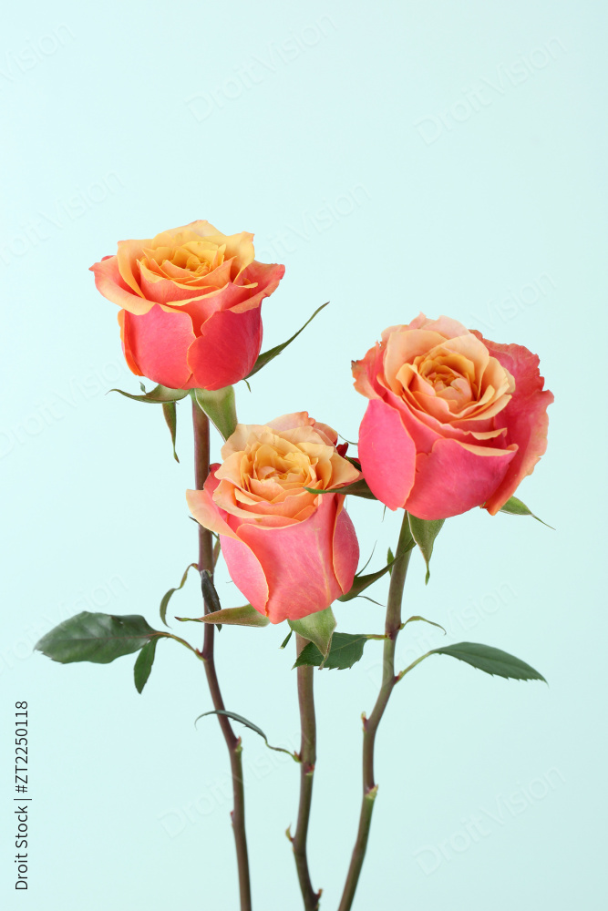 “flower 005”常见释义为“花 005”  图片