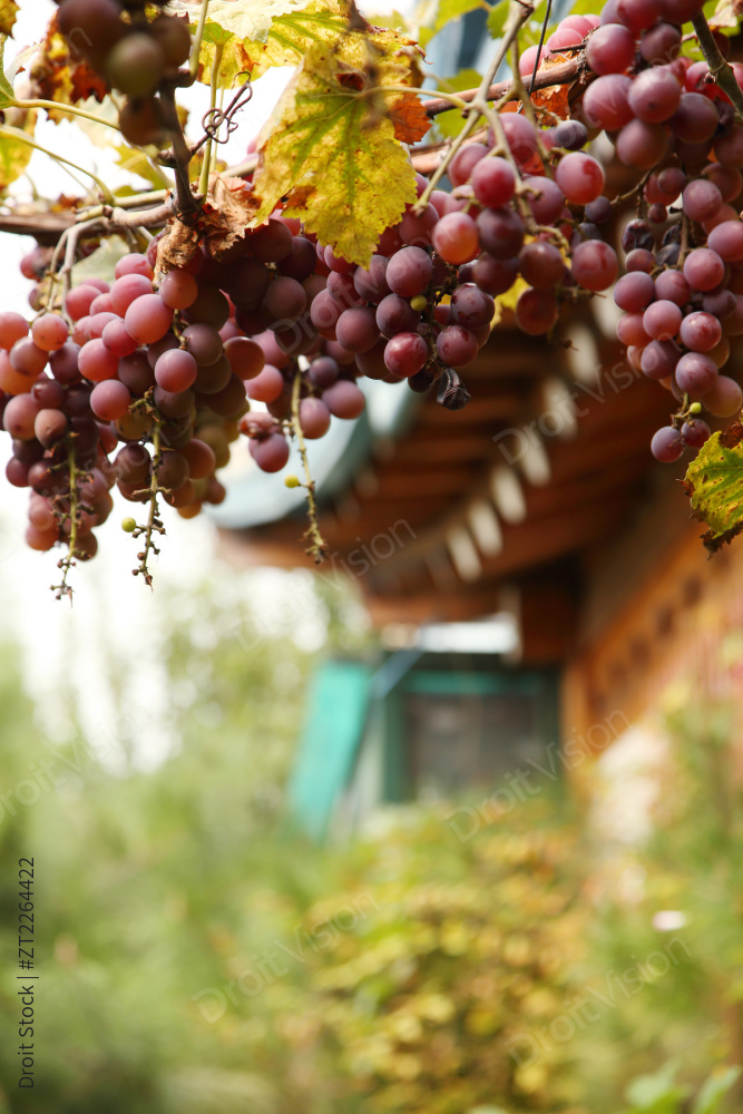 “Korean mood 086”常见释义为“韩国情绪 086” 图片