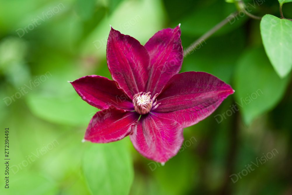 野花（野花）165 图片